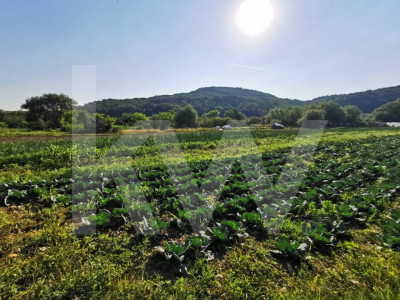 Teren extravilan arabil, 7500mp, Mohu-Bungard