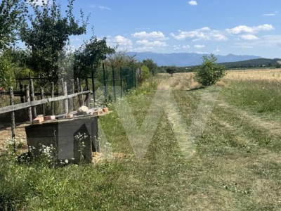 Teren 720 mp Seviș | 23 m front | Oportunitate investiție 24.480€