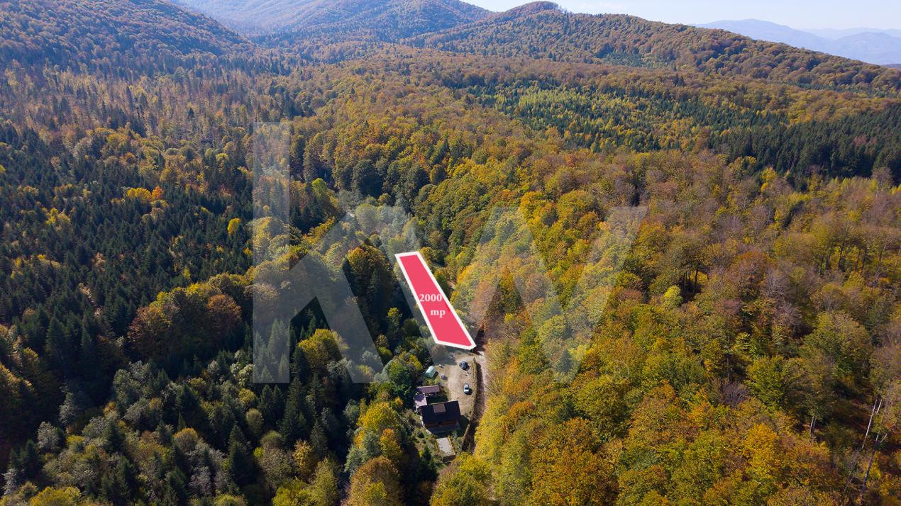 Teren 2.000 mp în Valea Avrigului Pădure, apă curgătoare și liniște