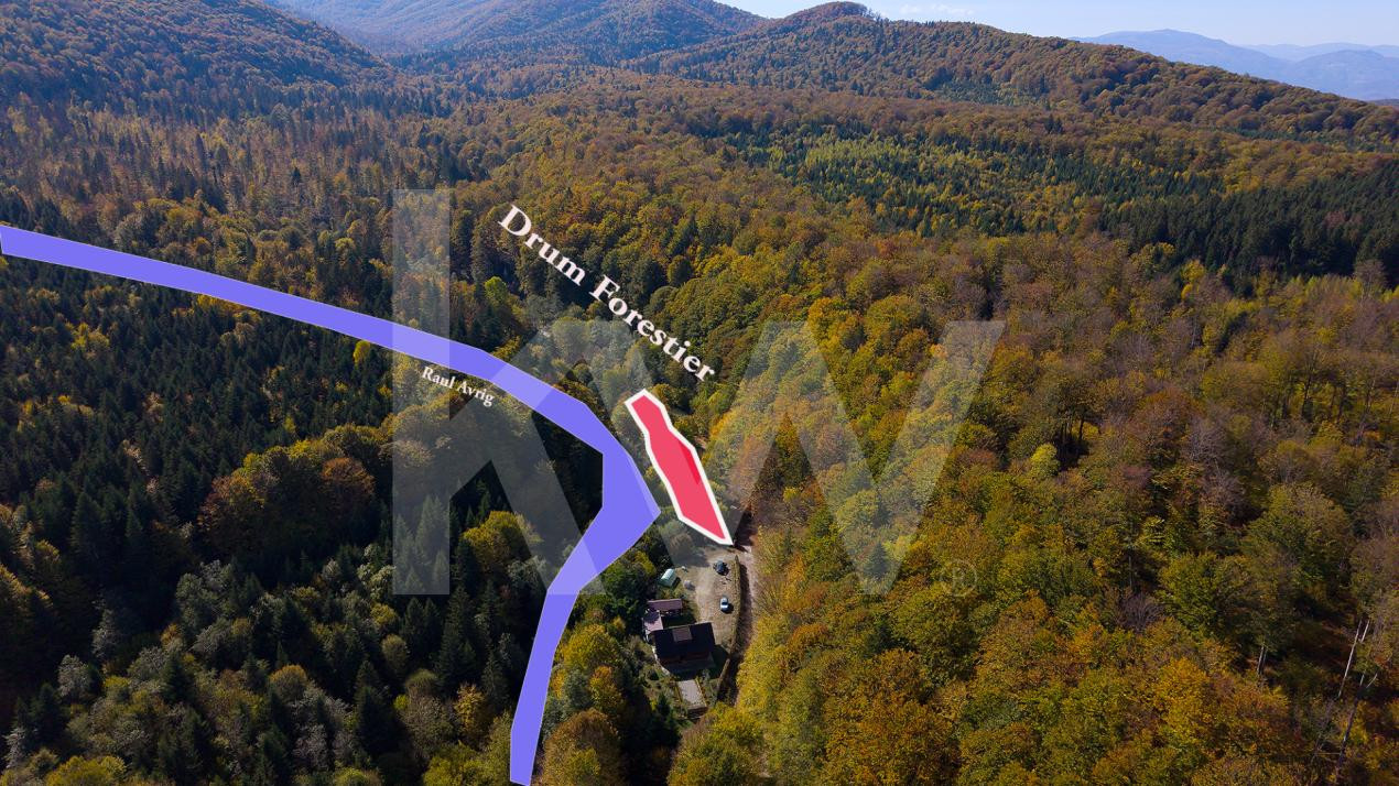 Teren 2.000 mp în Valea Avrigului Pădure, apă curgătoare și liniște