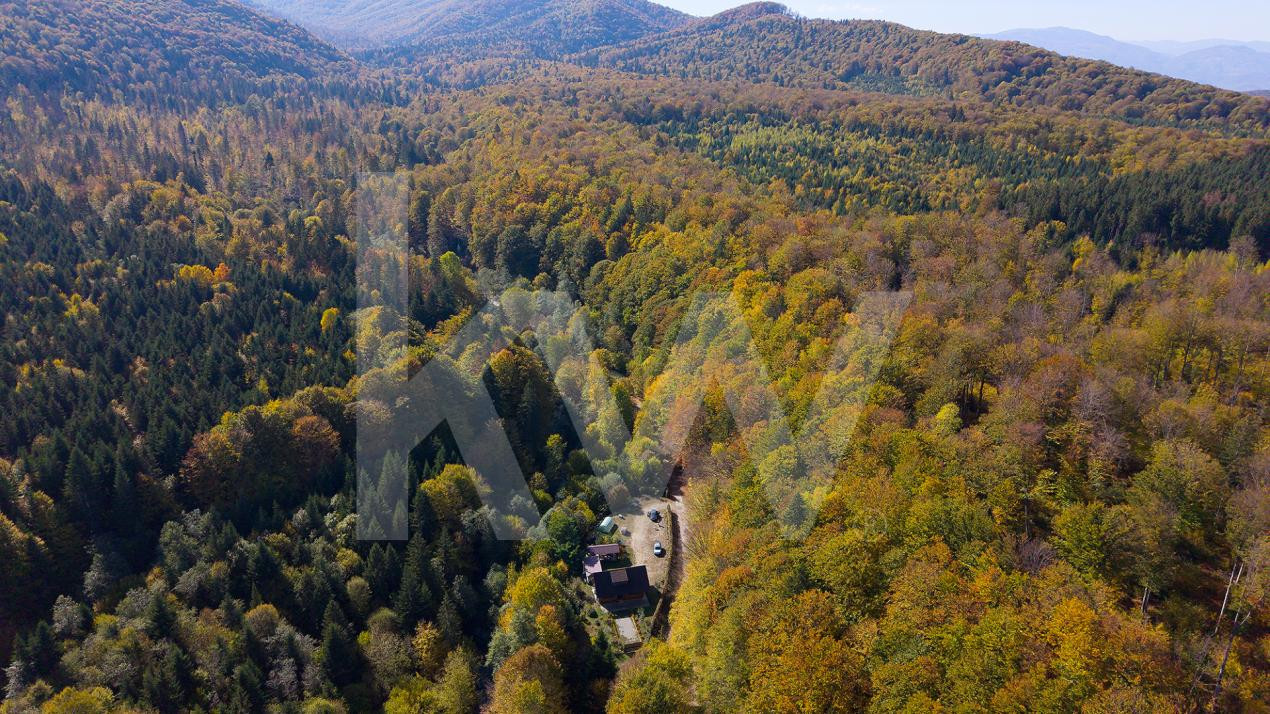 Teren 2.000 mp în Valea Avrigului Pădure, apă curgătoare și liniște