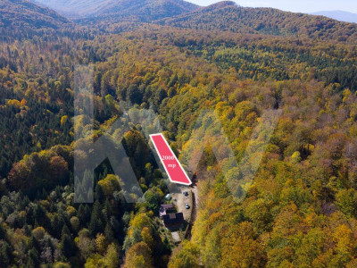 Teren 2.000 mp în Valea Avrigului Pădure, apă curgătoare și liniște